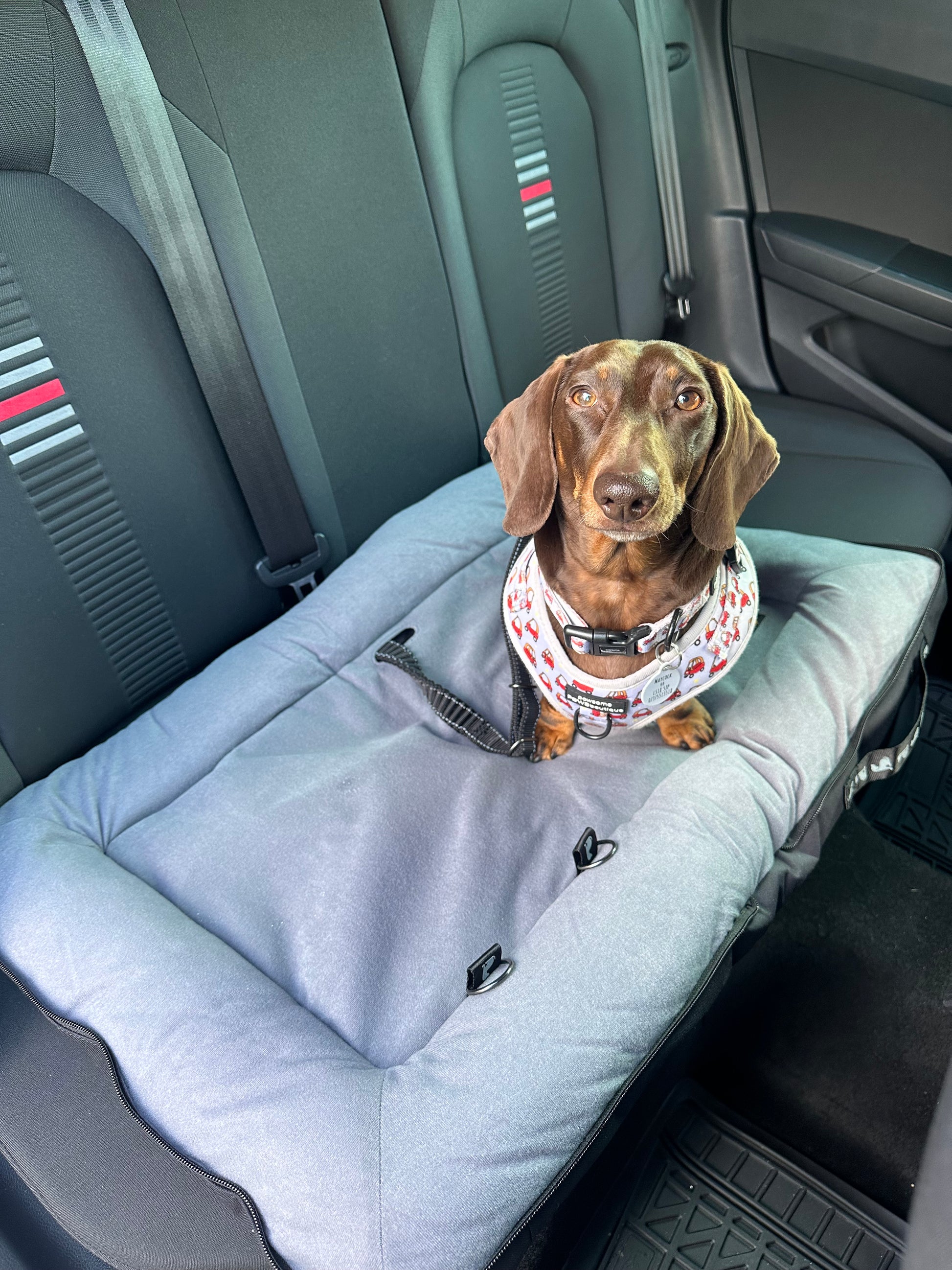BarkPack Dog Travel Bed, Dog Using Dog Seatbelt In Car