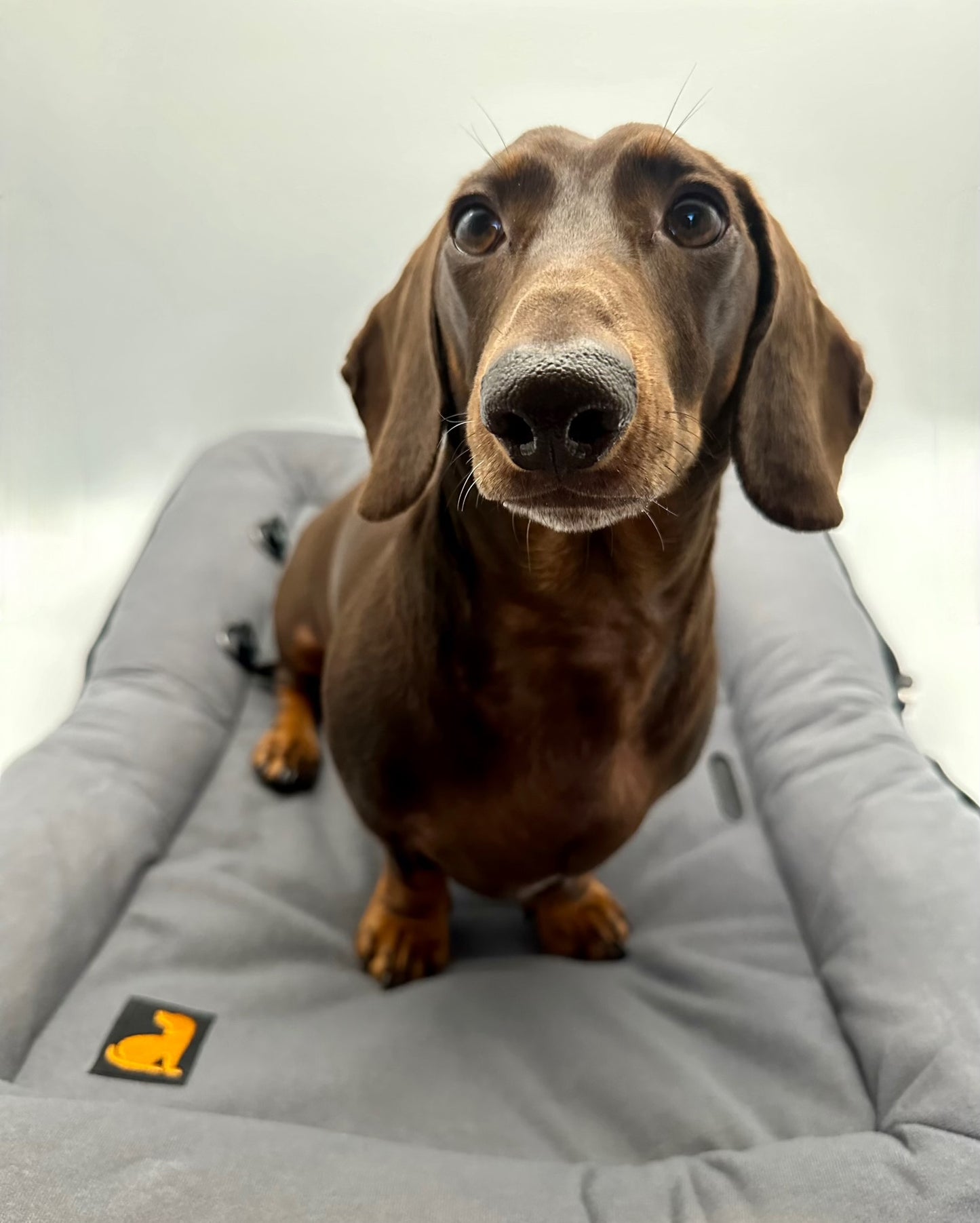 BarkPack Dog Travel Bed