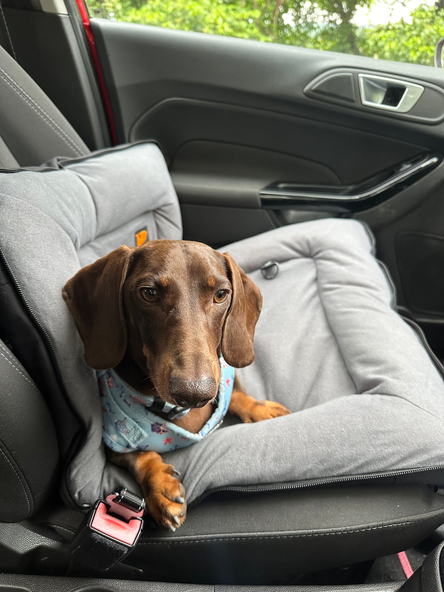 BarkPack Dog Travel Bed